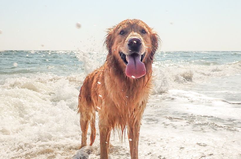Dog friendly beaches in Cornwall -  dog enjoying a beach in Cornwall